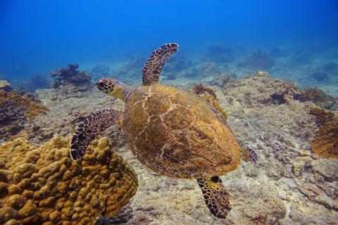 Caño Island Snorkeling & Violines Island